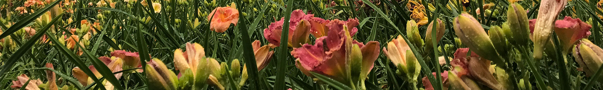 Daylily Collection