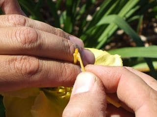 Step 3. Rub the pollen on the tip of the receptive pistil. 