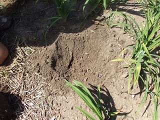 Step 10. Once the hole has been dug up, you can amend the soil if you’re dealing with poor soil conditions. 