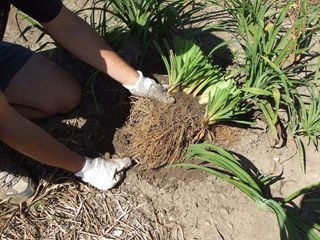 Step 5. Loosen up the soil around the roots. Since the tiny white roots are the ones responsible for the water uptake, the less you disturb them, the better and quicker the road to recovery. 