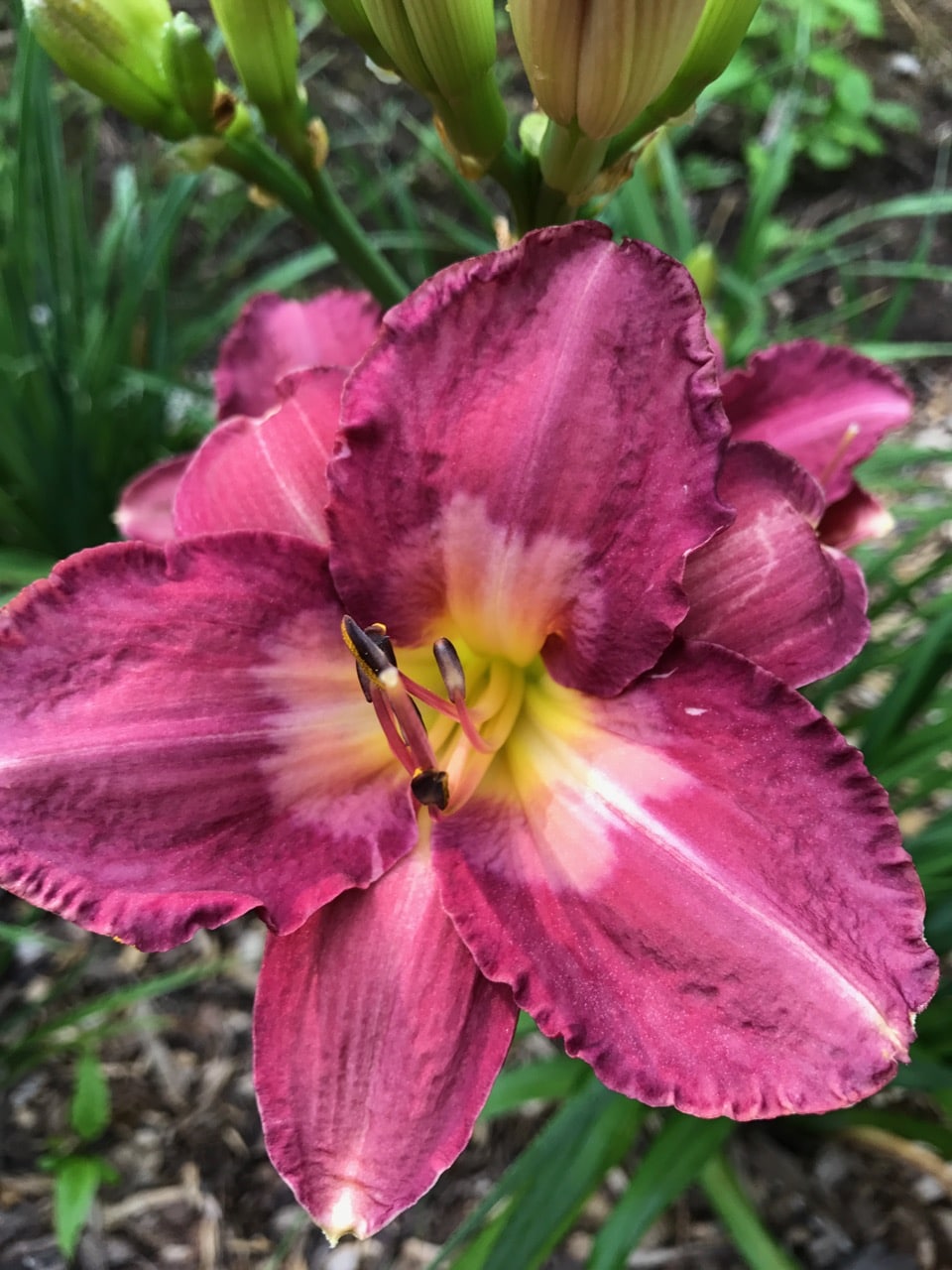 Asian Artistry* – Artemesia Daylilies