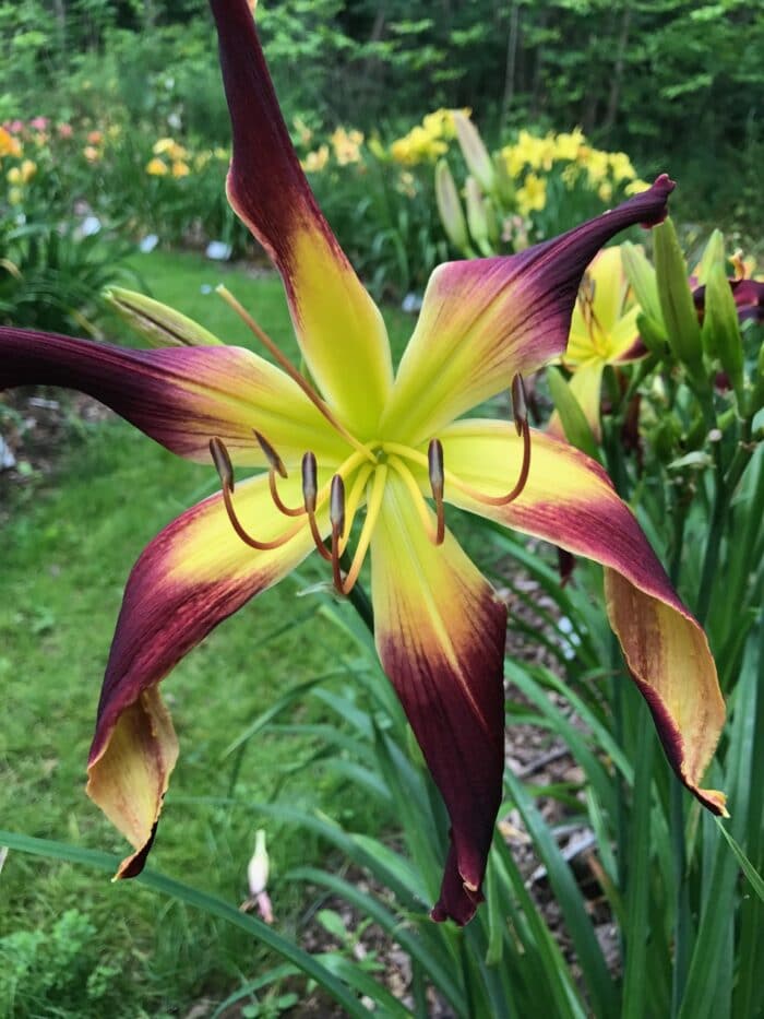 Black Handlebars* Artemesia Daylilies