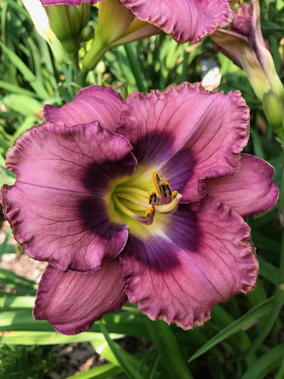 blues-music-artemesia-daylilies