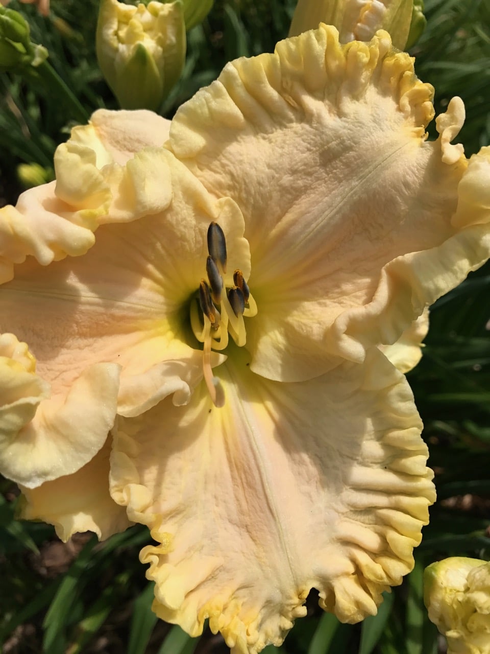 Boundless Beauty* – Artemesia Daylilies