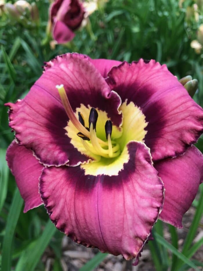 Catcher in the Eye* – SF – Artemesia Daylilies