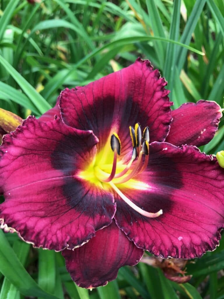 Ebony Pools* – Artemesia Daylilies