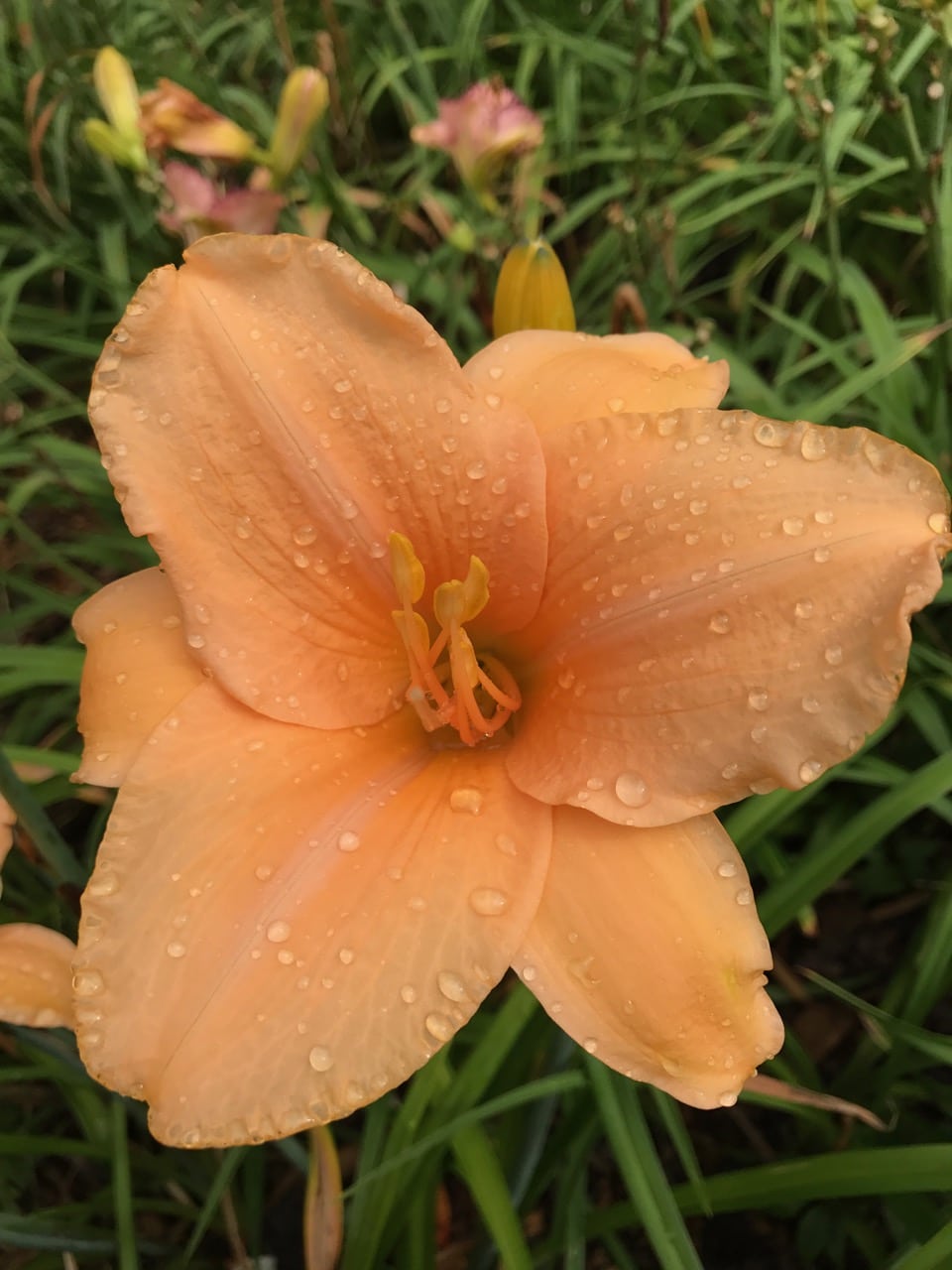 evening-gown-artemesia-daylilies