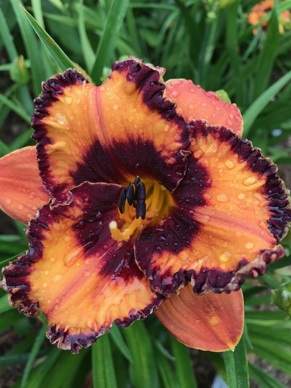 Halloween Trick* - SF