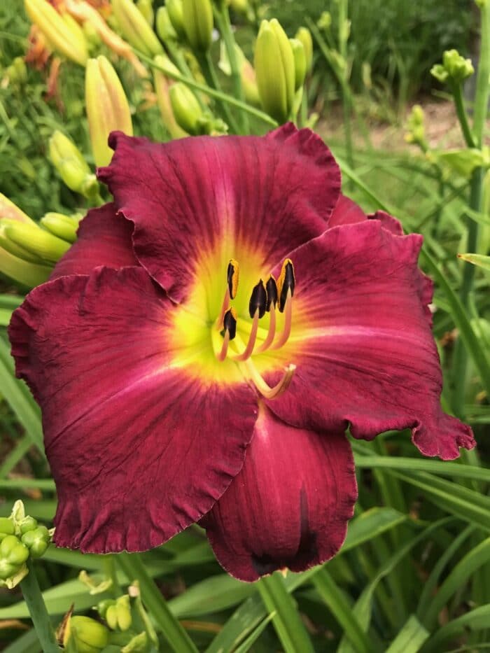 Hawaiian Nights* – Artemesia Daylilies