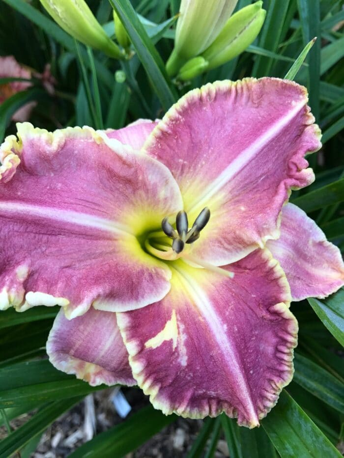 larger-than-life-artemesia-daylilies