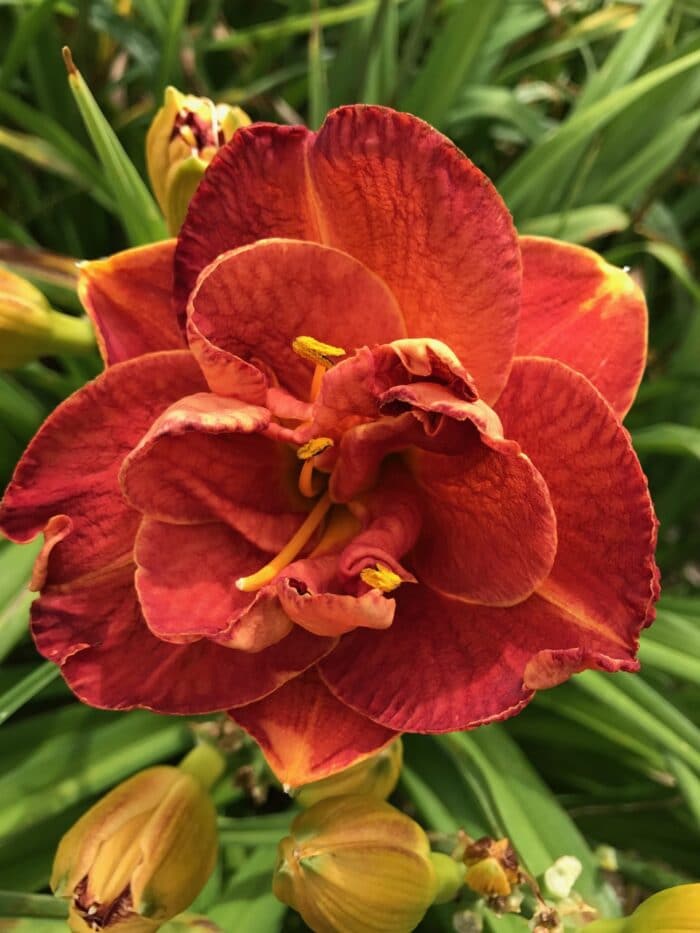 Mandarin Corsage*