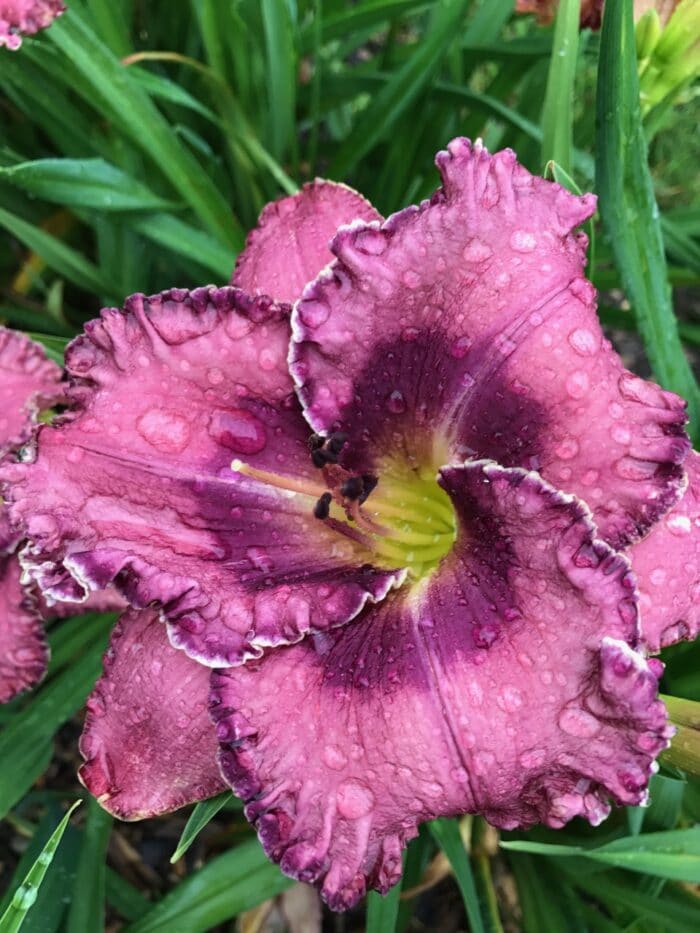 Purple Crowned Fairy*