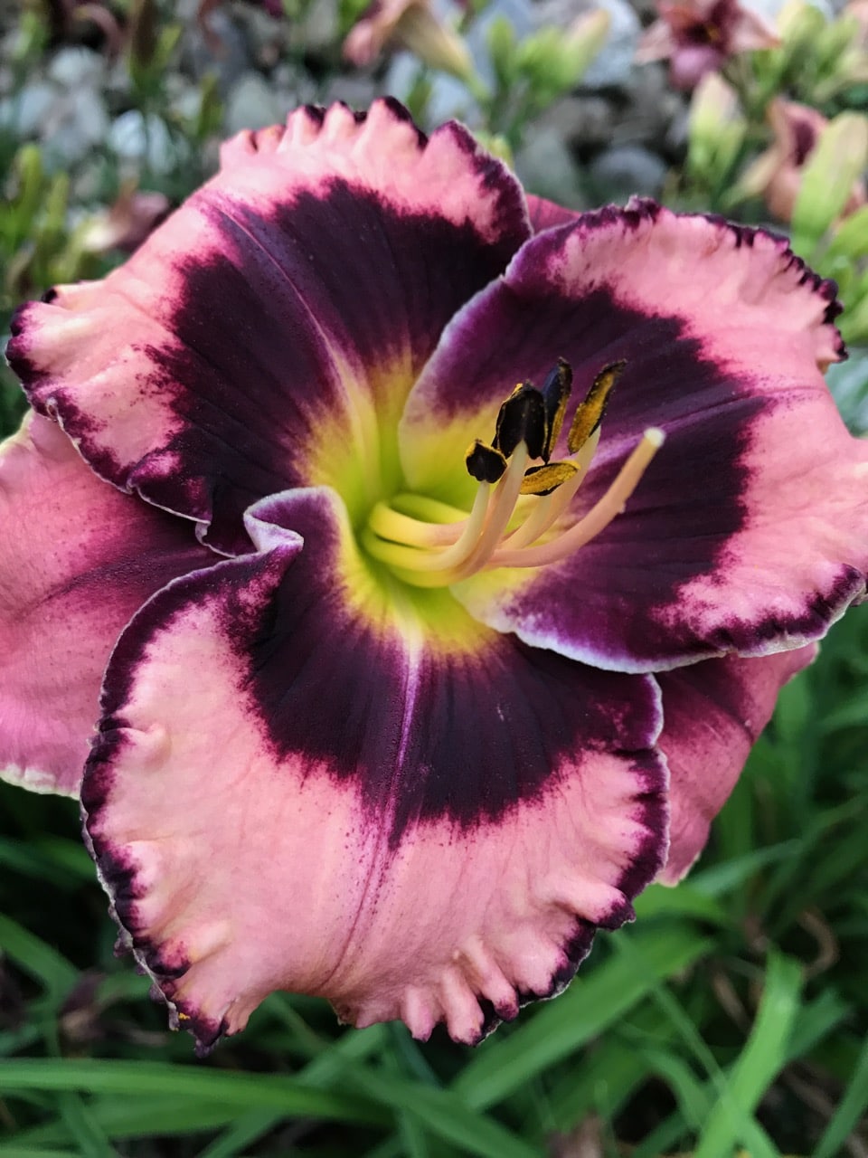 rock-solid-artemesia-daylilies