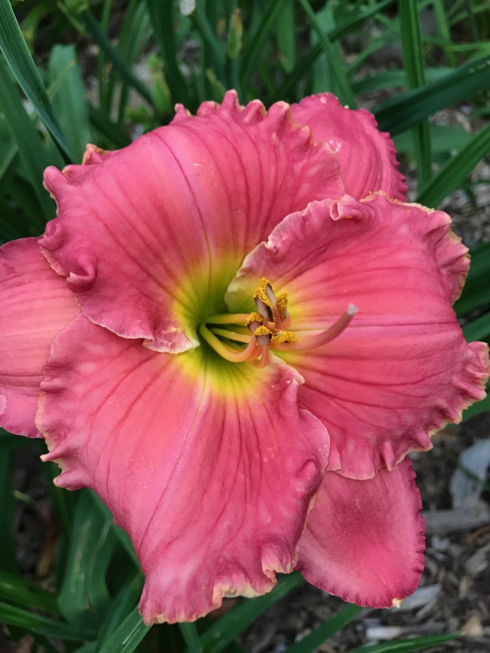 seminole-wind-artemesia-daylilies