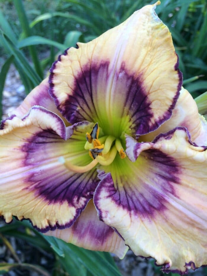 Spacecoast Butterfly Effect* - SF