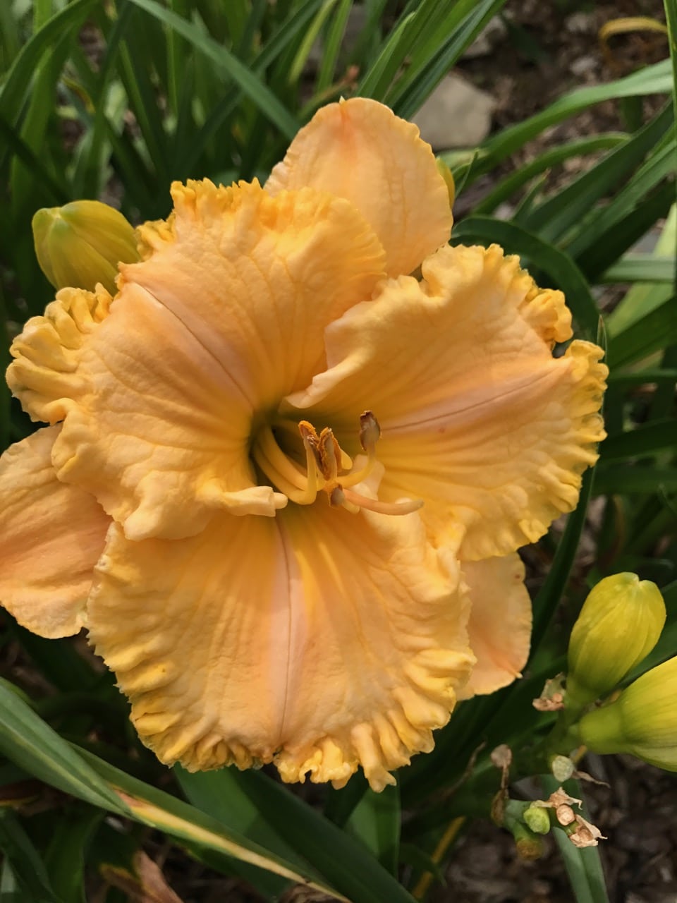 Spacecoast Gold Bonanza*