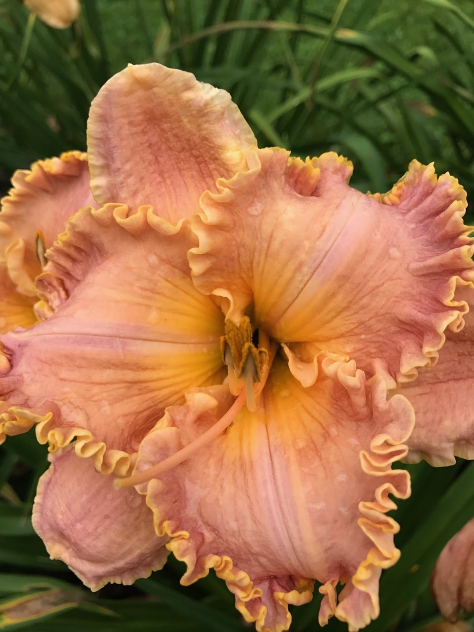 Spacecoast Starburst*
