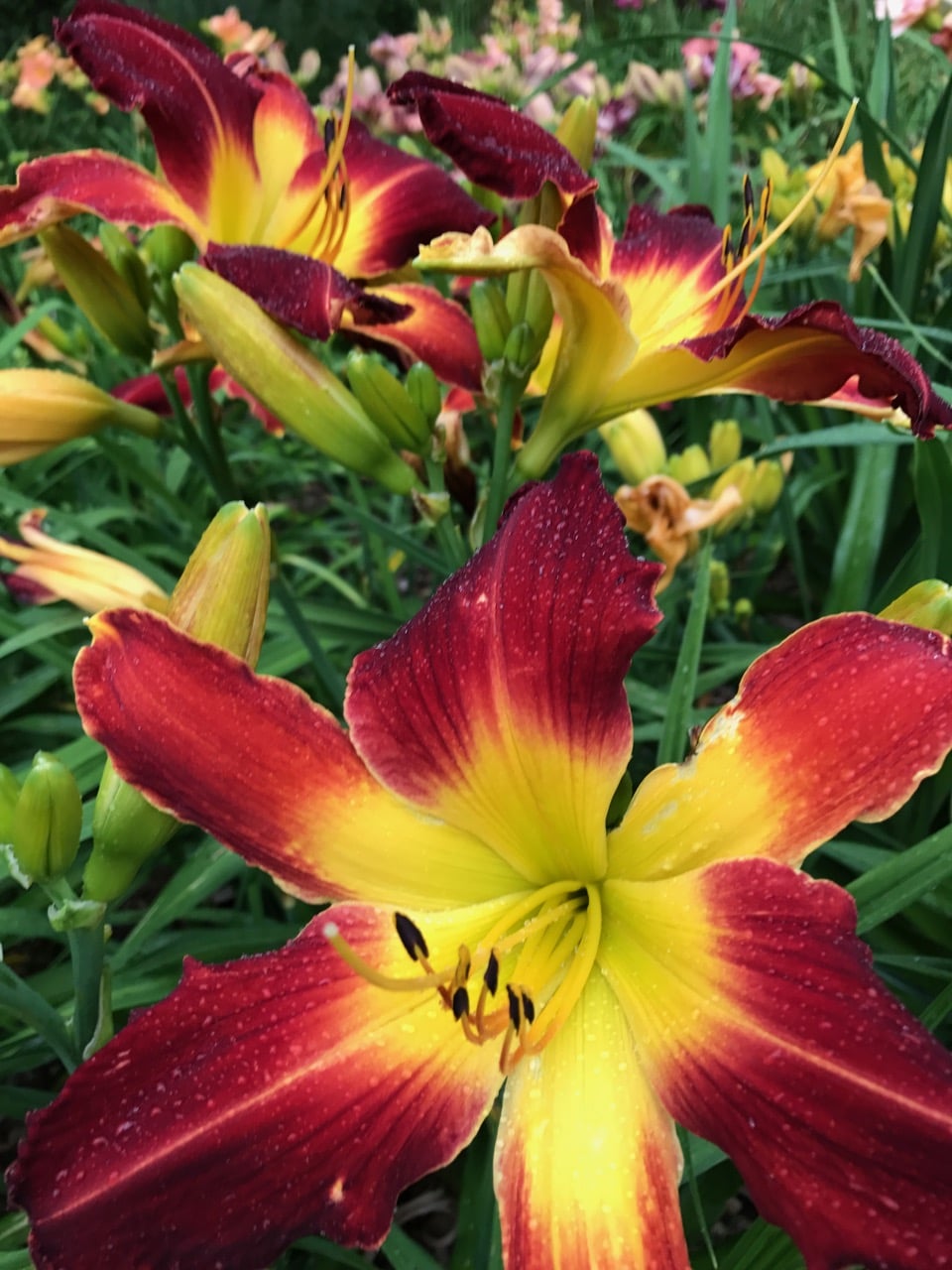 Spider to the Fly* – Artemesia Daylilies