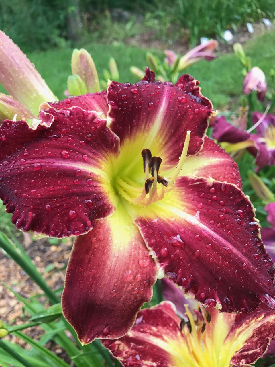 Viper Pit* – Artemesia Daylilies