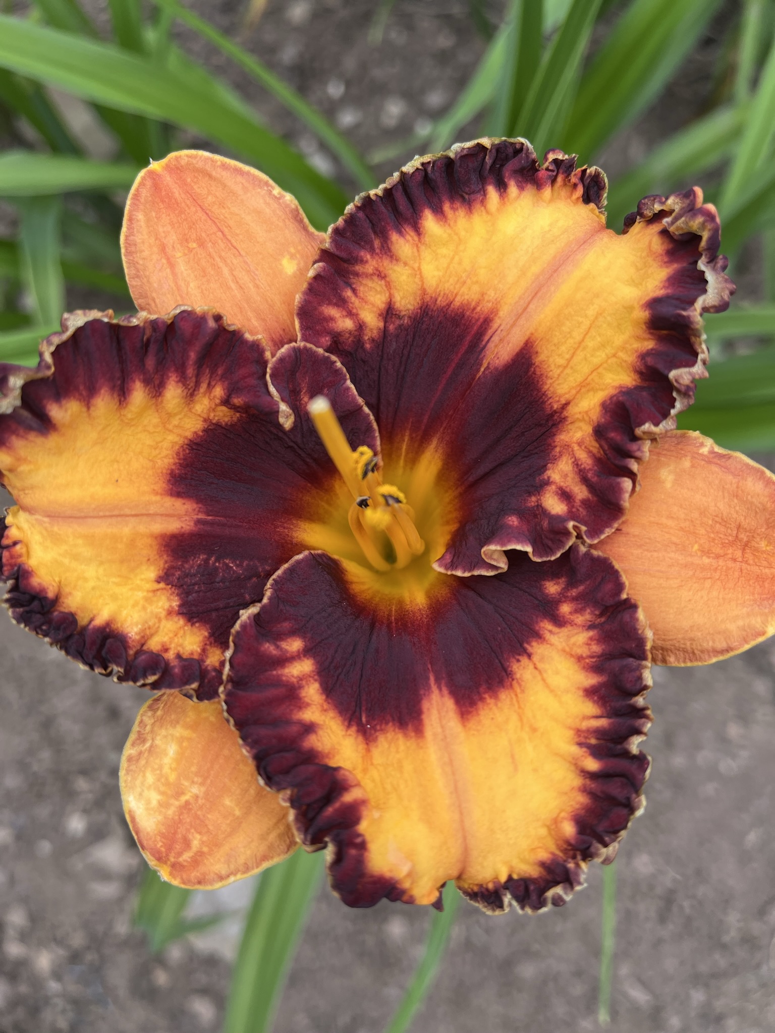 Halloween Trick* - SF - Image 2