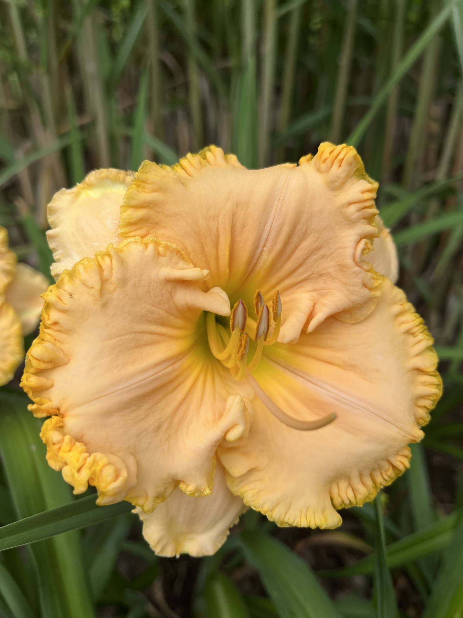 Spacecoast Gold Bonanza* - Image 2