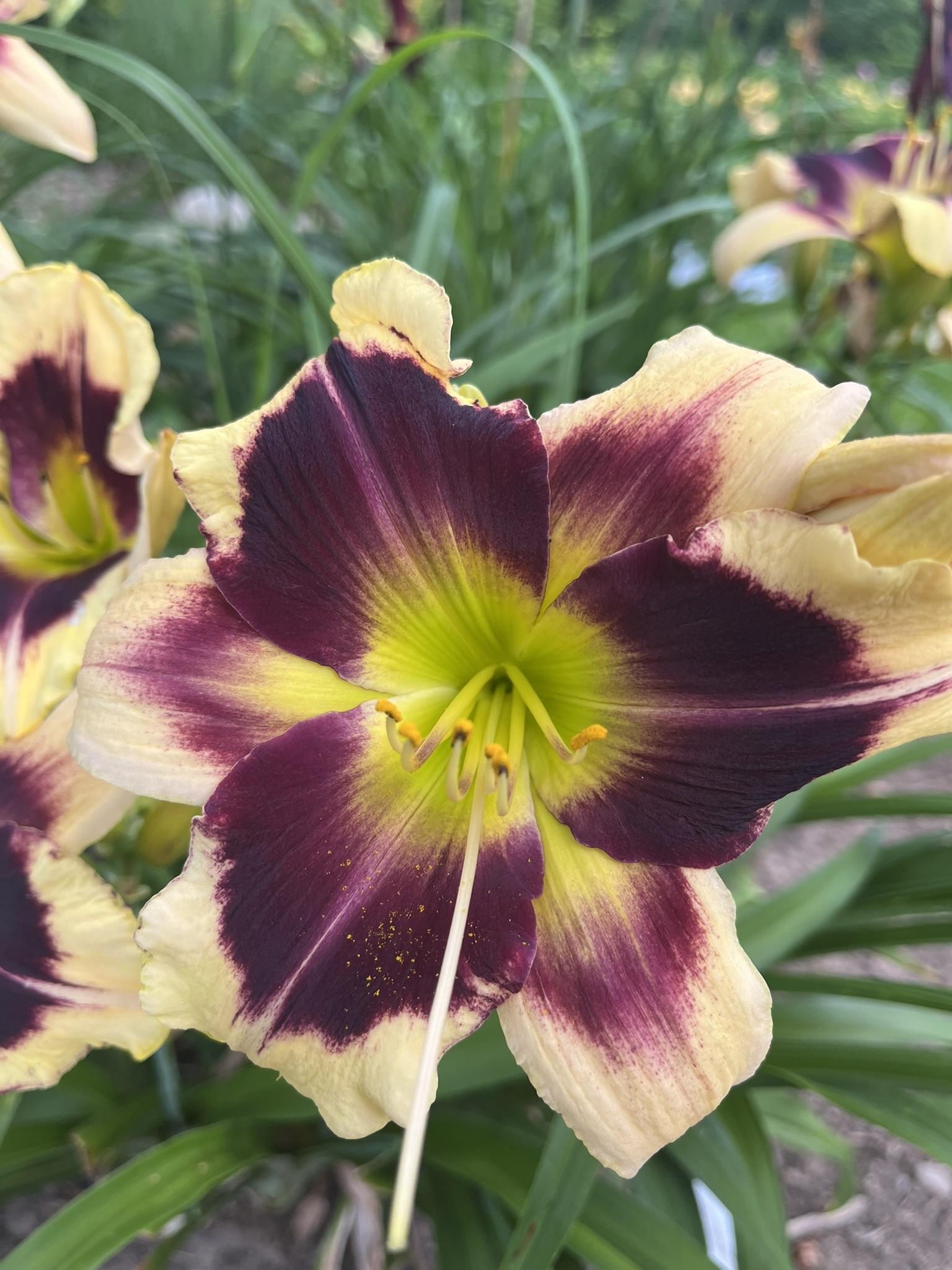 Velvet Ice* - Image 2