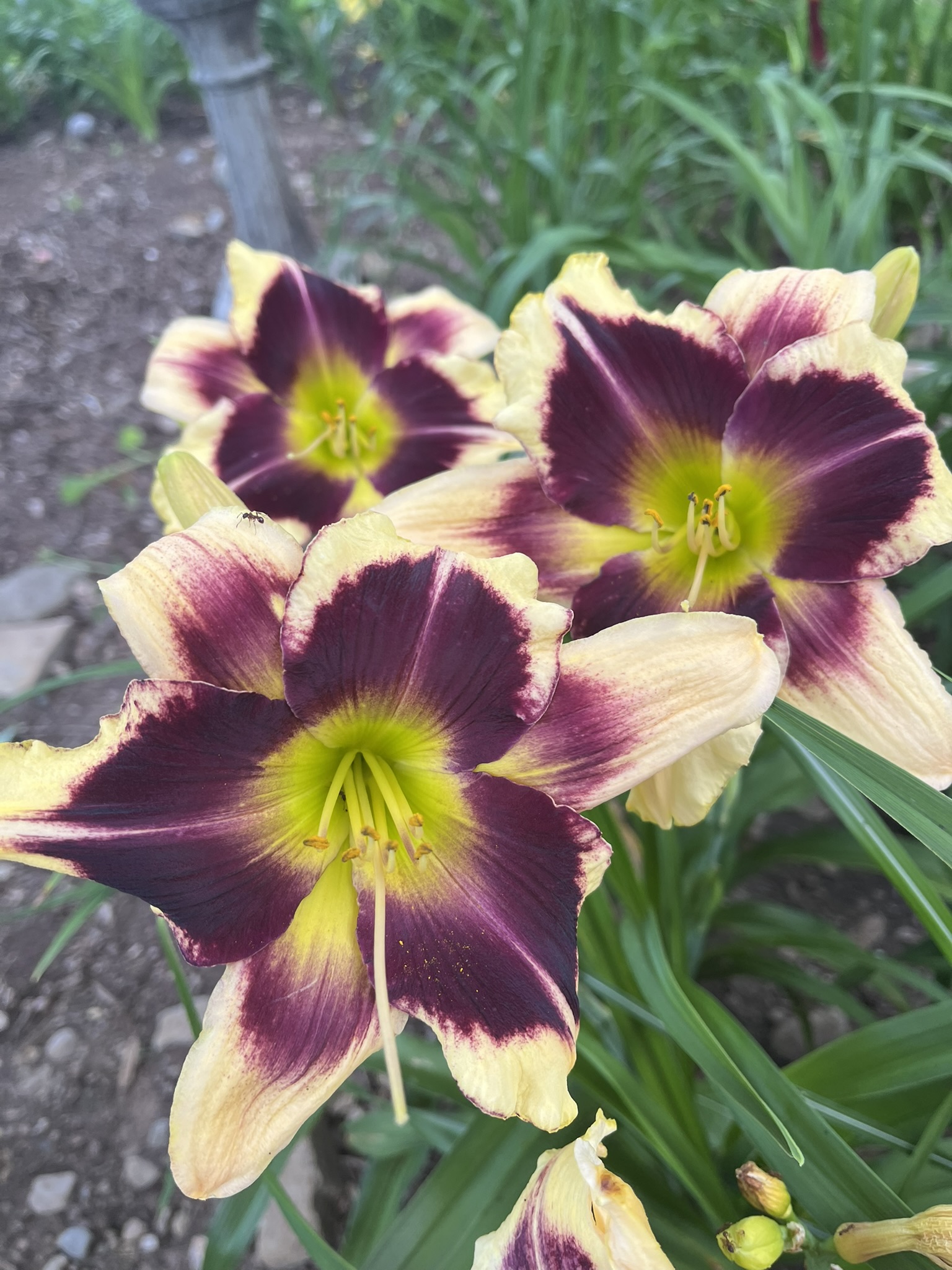 Velvet Ice* - Image 3