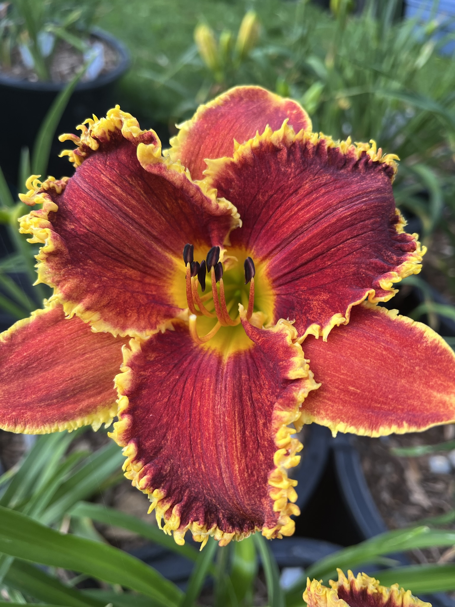 Flame of Anor* - SF - Image 4