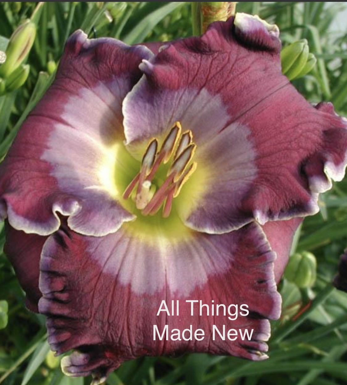 All Things Made New* - DISPLAY