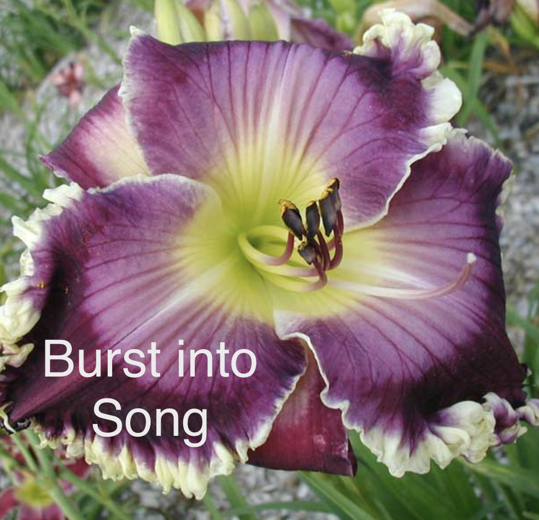 Burst into Song* – Display – Artemesia Daylilies