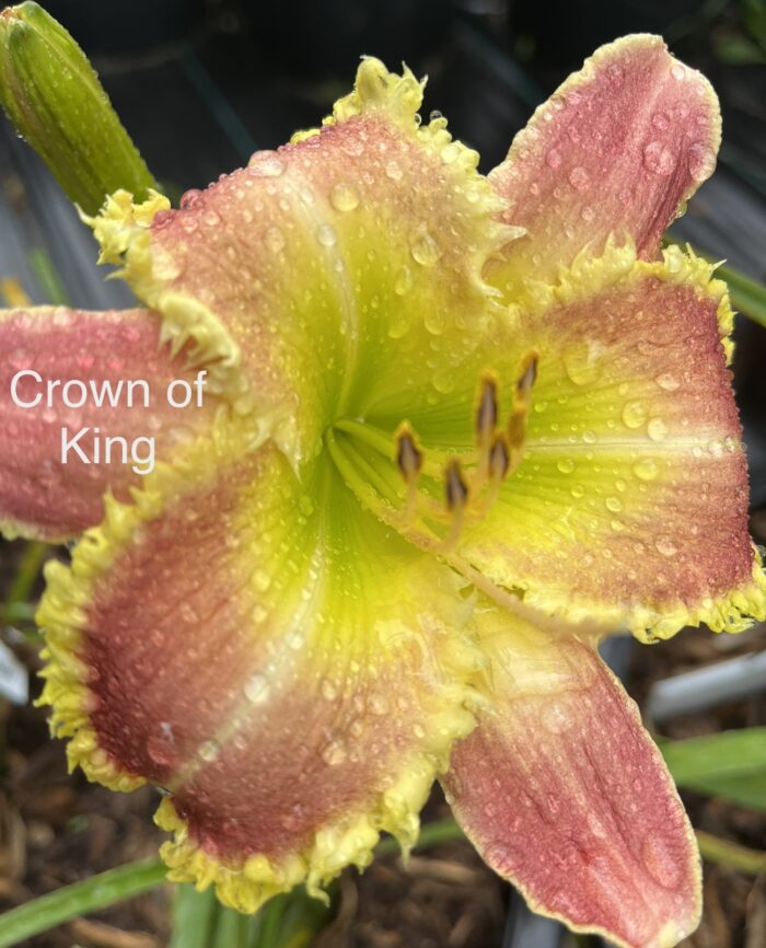 Crown of King* - Display - Image 2