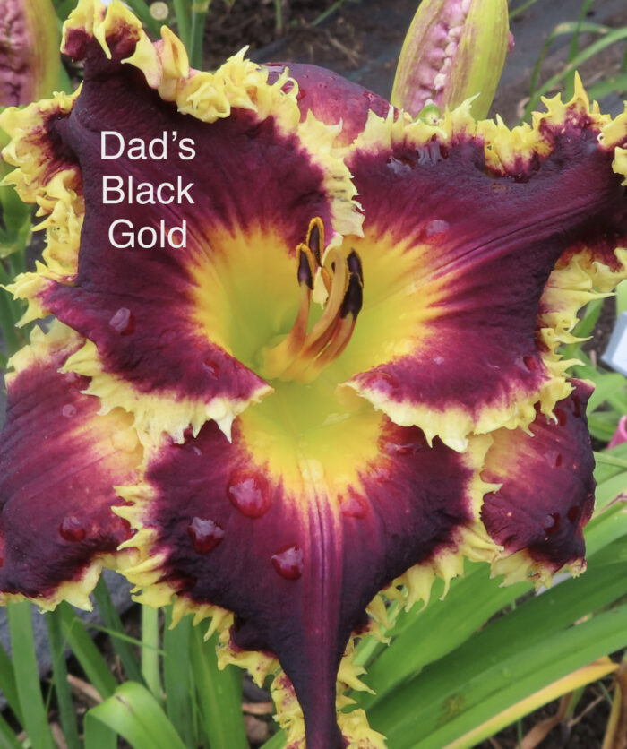Dad's Black Gold* - Display