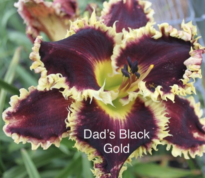 Dad's Black Gold* - Display - Image 2