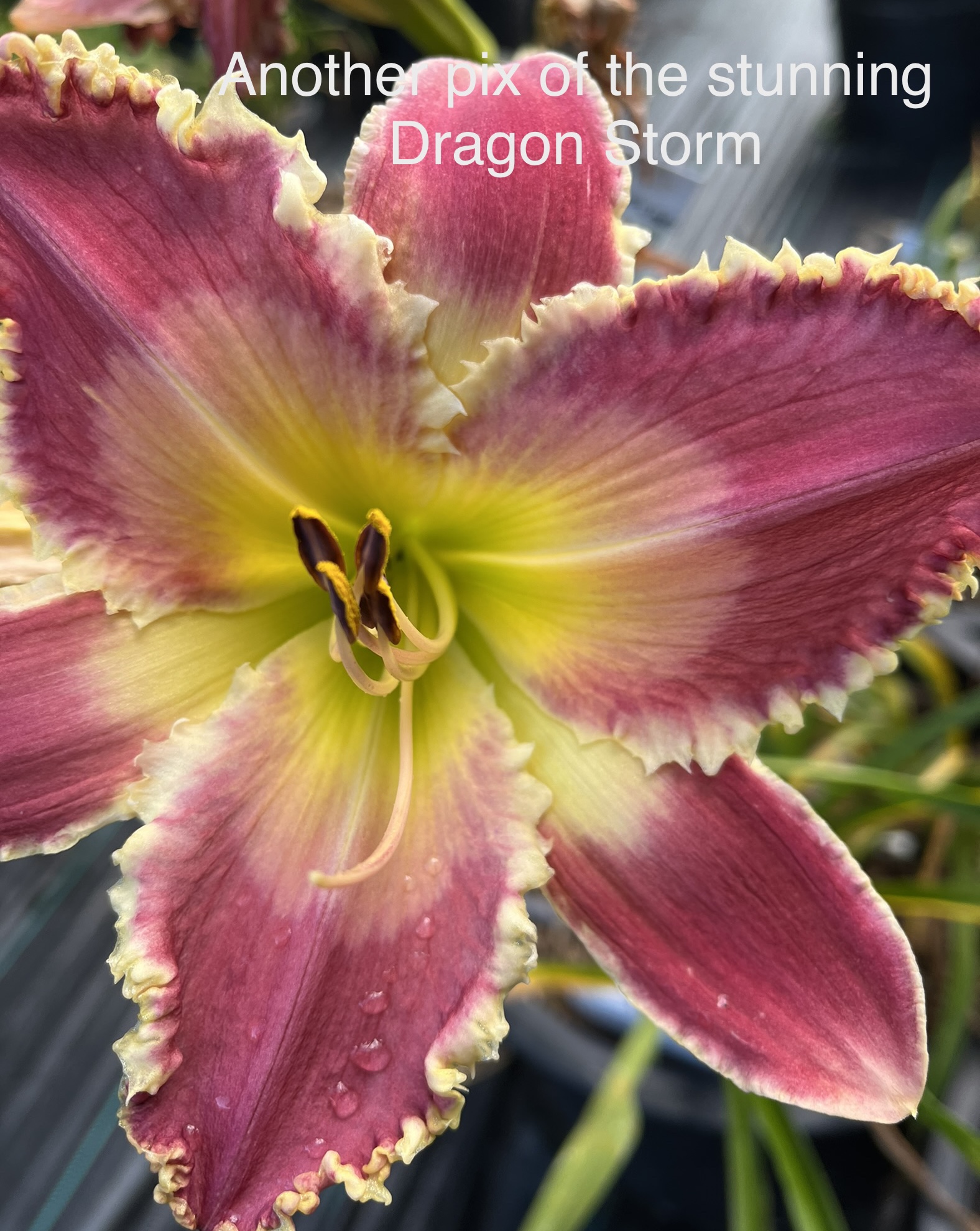 Dragon Storm* - Display - Image 4