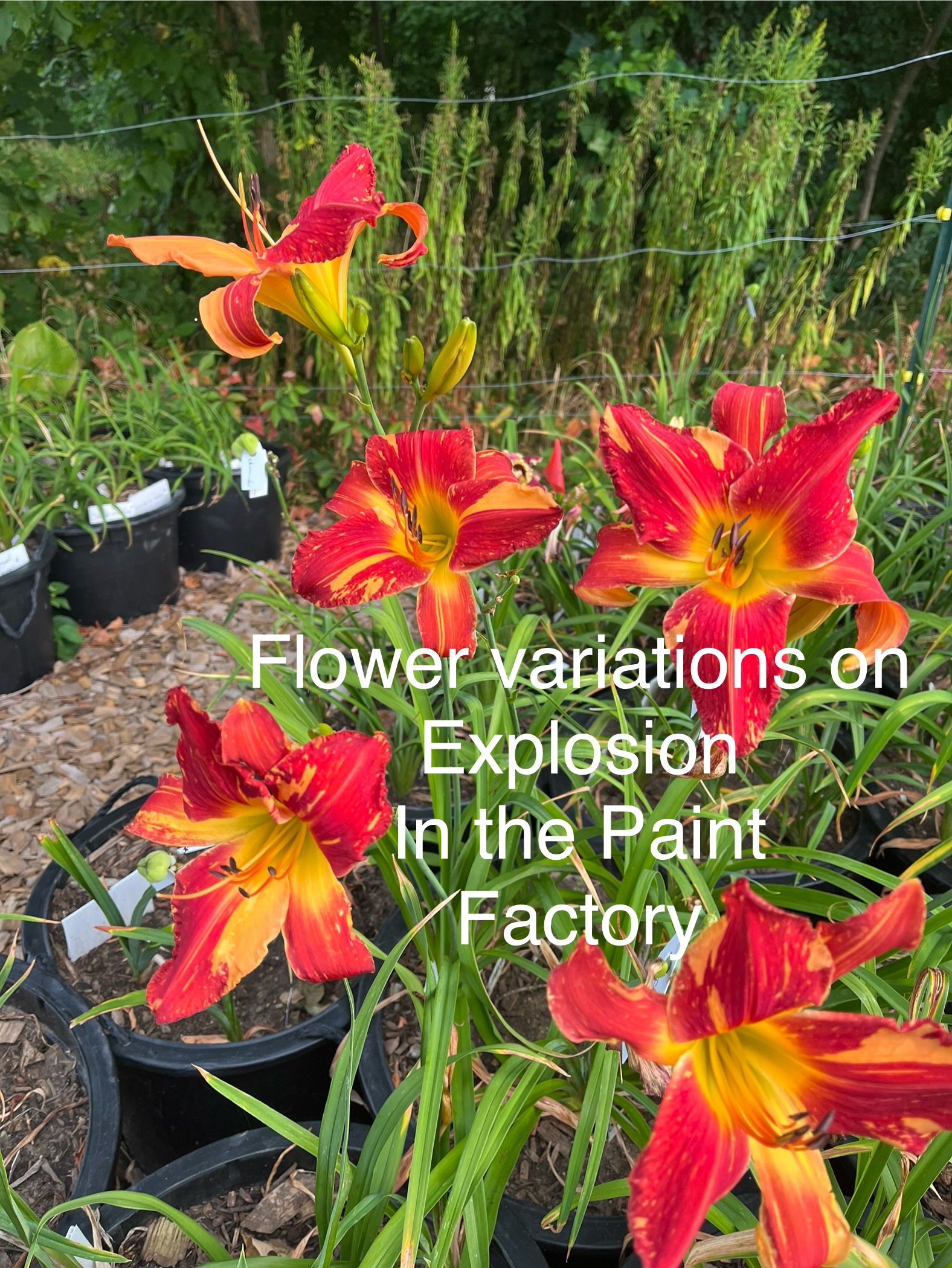 Explosion in the Paint Factory* - SF - *** 2025 STOUT MEDAL WINNER!!! *** - Image 3