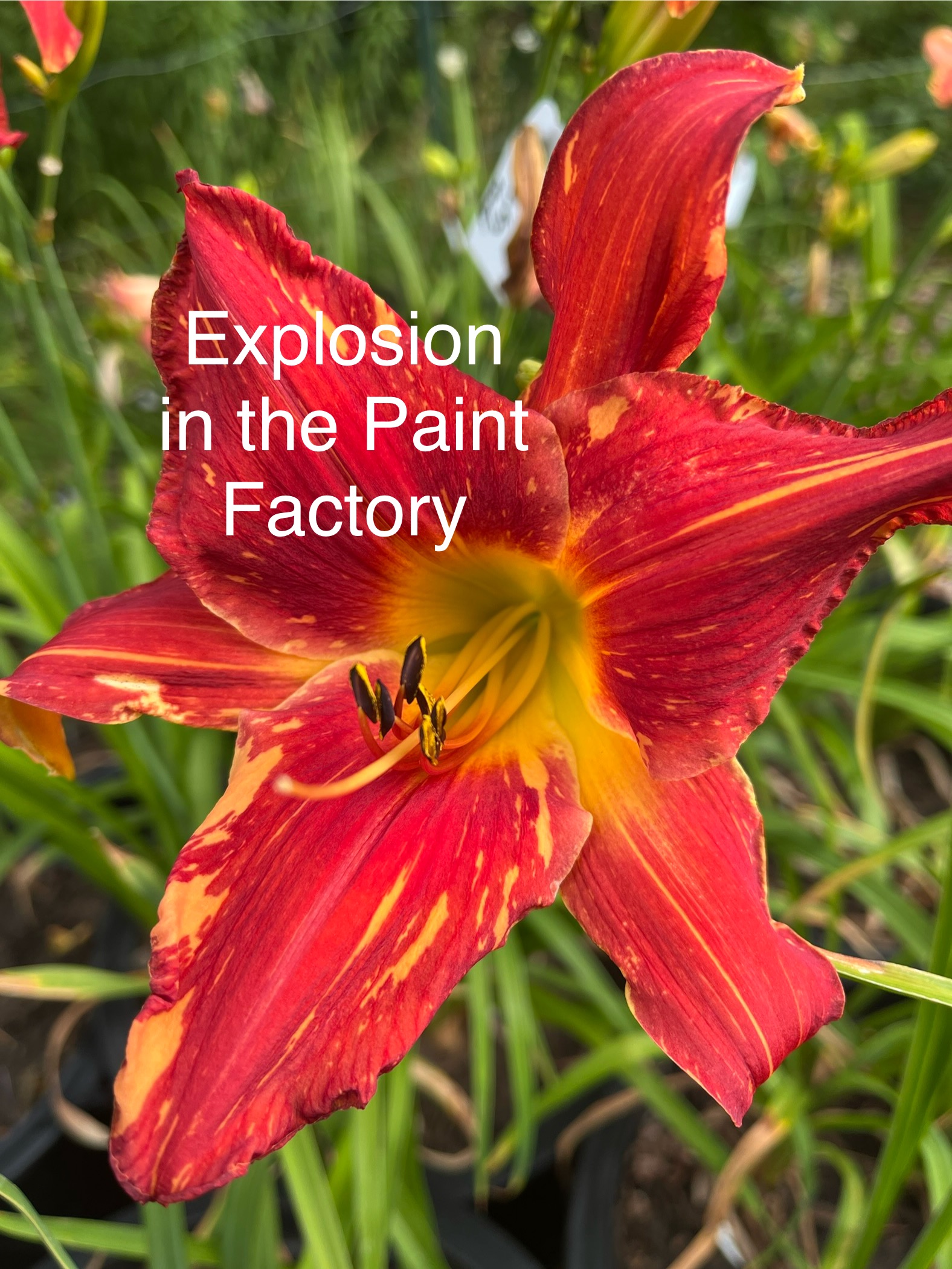 Explosion in the Paint Factory* - SF - *** 2025 STOUT MEDAL WINNER!!! *** - Image 4