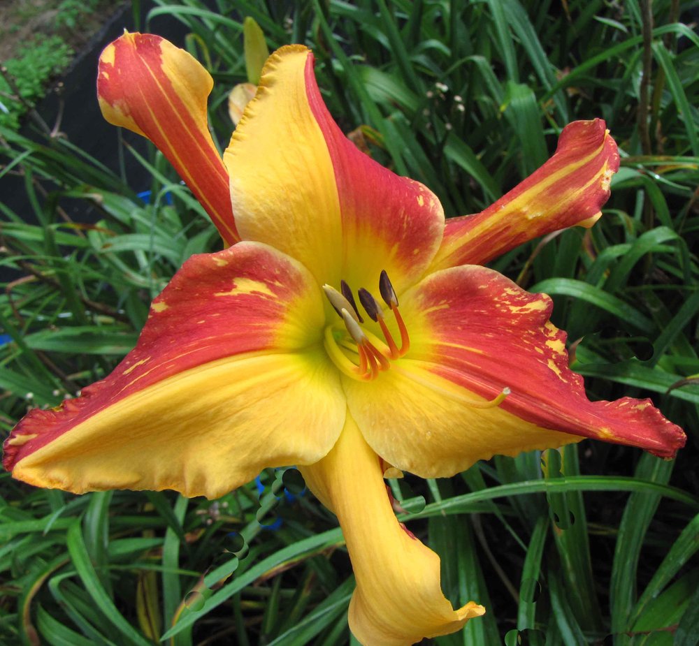 Explosion in the Paint Factory* - SF - *** 2025 STOUT MEDAL WINNER!!! ***