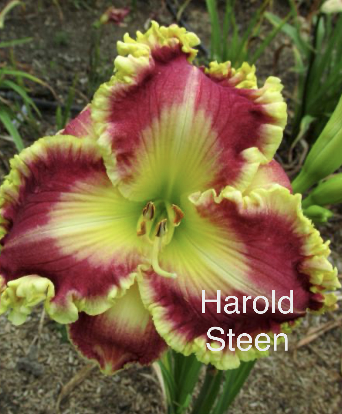Harold Steen* - Display