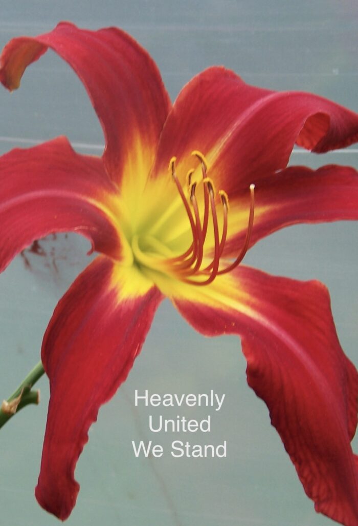 Heavenly United we Stand* - SF