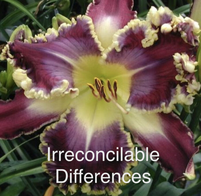 Irreconcilable Differences* - SF