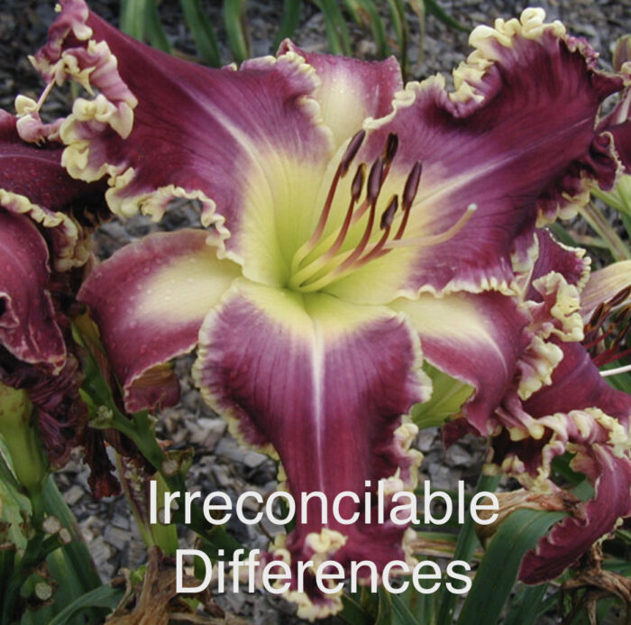 Irreconcilable Differences* - SF - Image 2