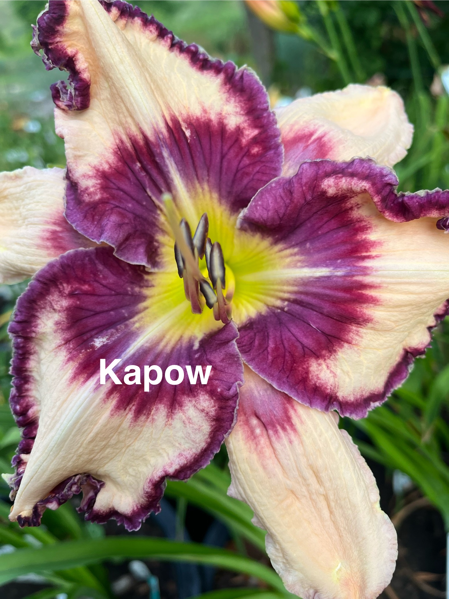 Kapow* - SF - Image 2