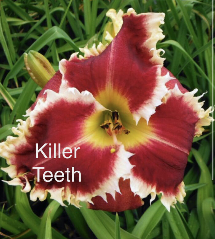 Killer Teeth* - Display