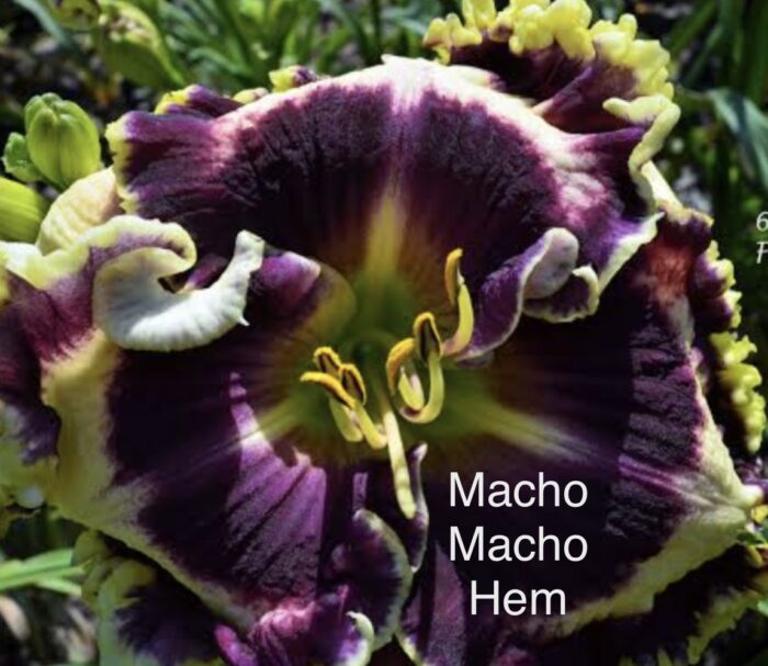 Macho Macho Hem* - Display