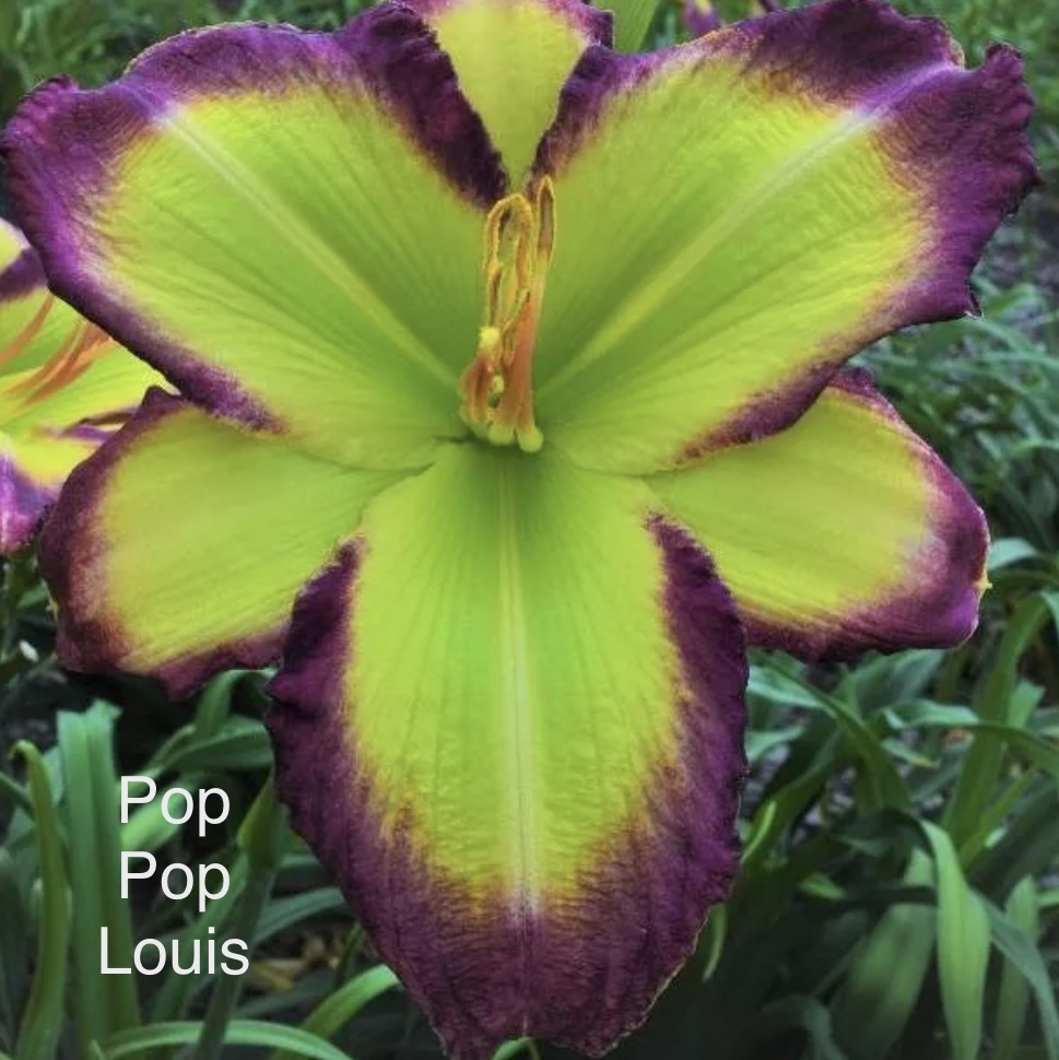 Pop Pop Louis* - DISPLAY