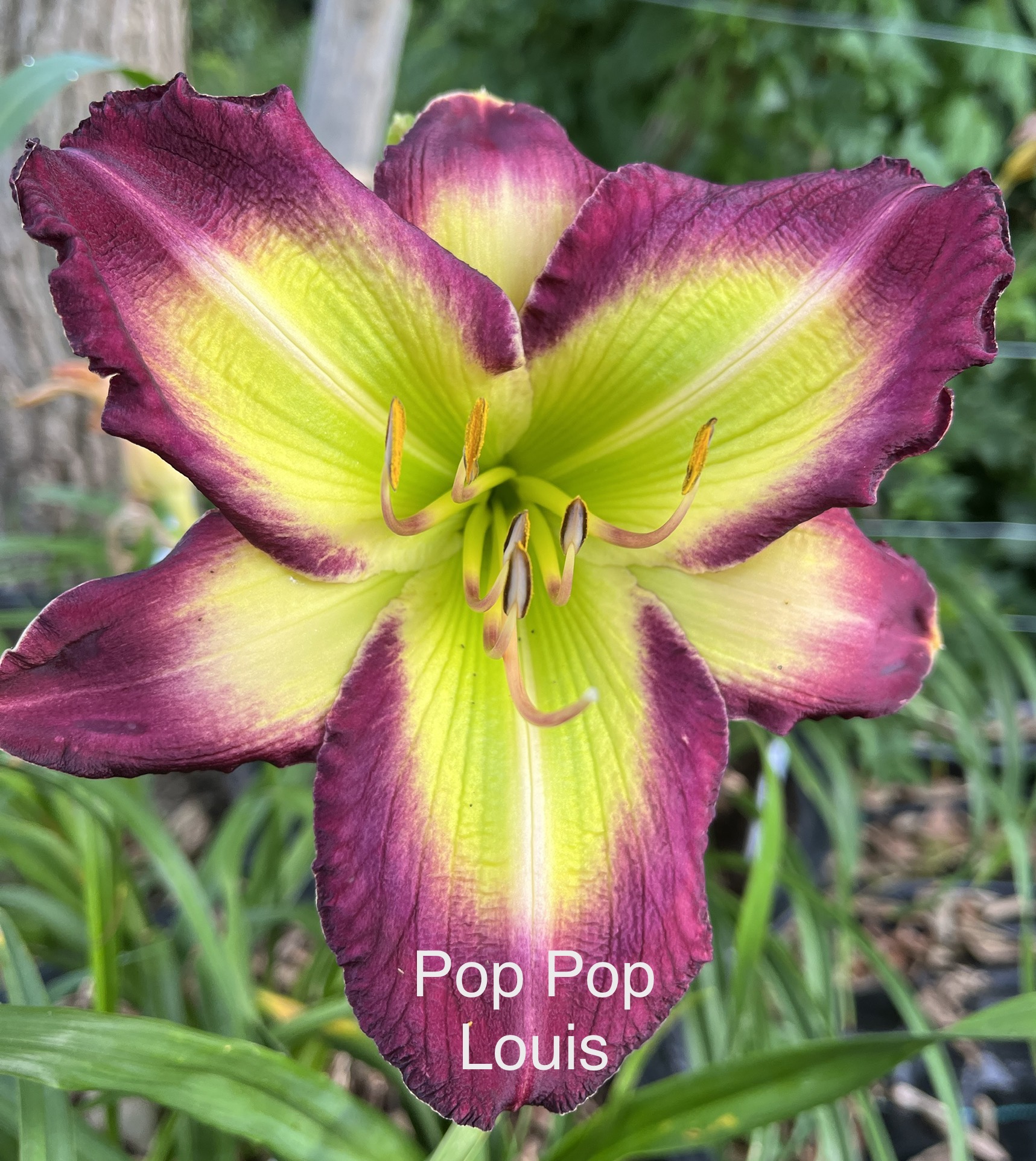 Pop Pop Louis* - DISPLAY - Image 2