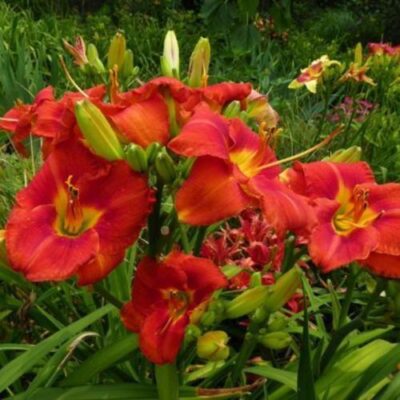 Red Right Returning* - Artemesia Daylilies