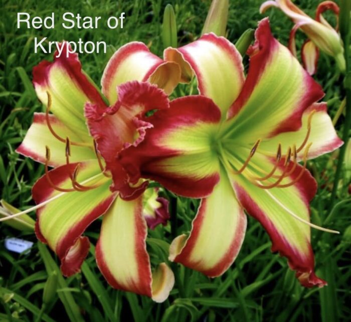 Red Star of Krypton - DISPLAY