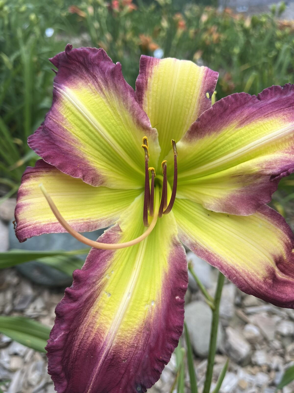 rose-f-kennedy-tet-conversion-display-artemesia-daylilies