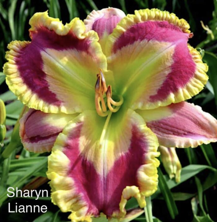 Sharyn Lianne* - Display